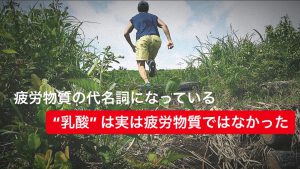 「乳酸が疲労物質である」というお話は嘘だった #37