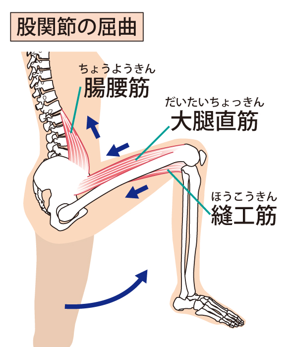 股関節の屈曲の解剖の図