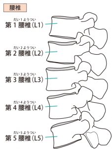 腰椎の椎骨と椎間関節