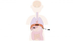 横隔膜と肝臓と脾臓