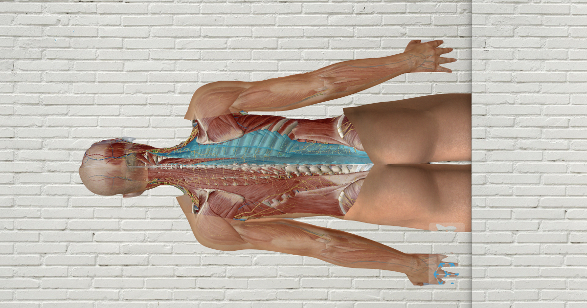 脊柱起立筋の解剖