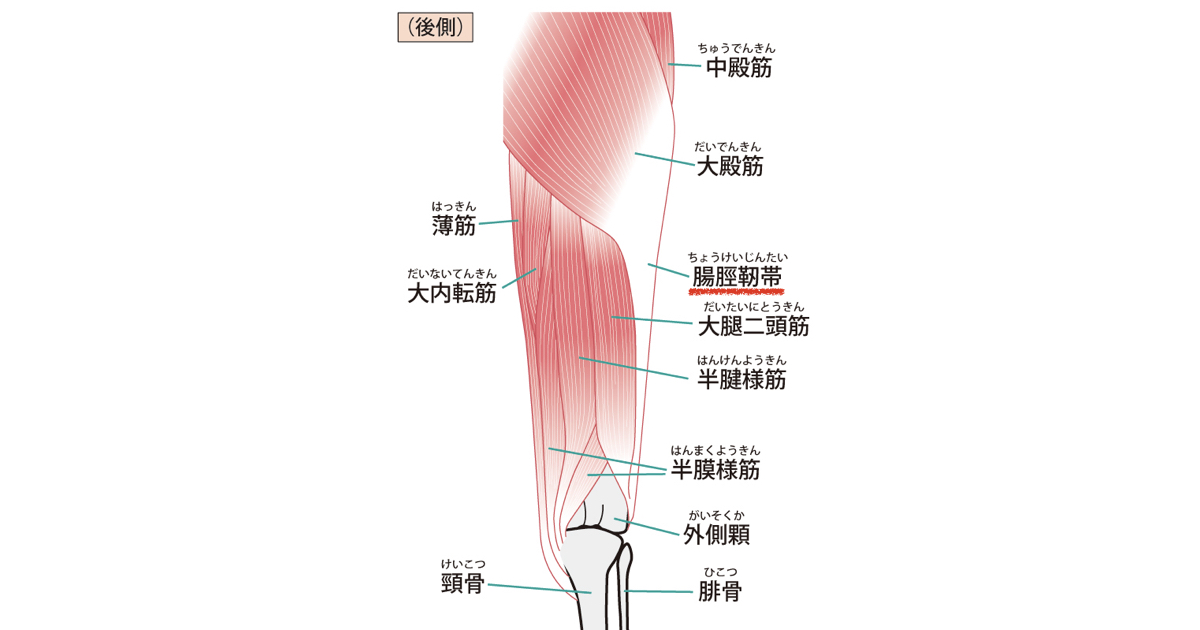 腸脛靭帯の構造