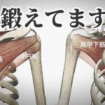 ローテーターカフの鍛え方「なぜ鍛えた方が良いのか?」#269