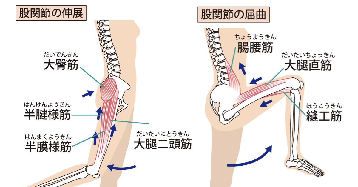 股関節の正常可動域