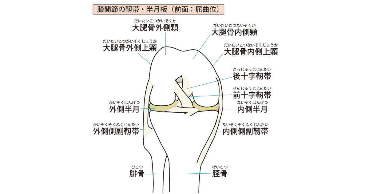 膝の靭帯